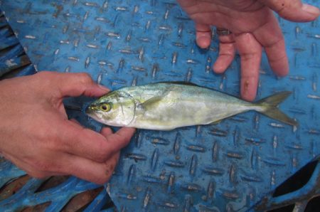 オリジナルメーカー海づり公園(市原市海づり施設) 釣果