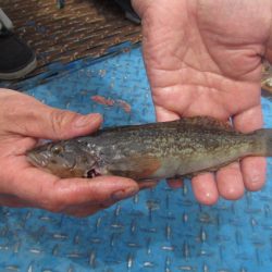 オリジナルメーカー海づり公園(市原市海づり施設) 釣果