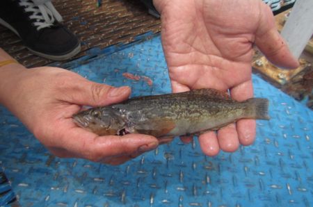 オリジナルメーカー海づり公園(市原市海づり施設) 釣果