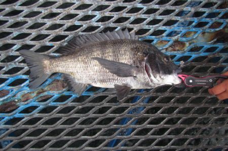 オリジナルメーカー海づり公園(市原市海づり…