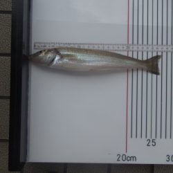 オリジナルメーカー海づり公園(市原市海づり施設) 釣果