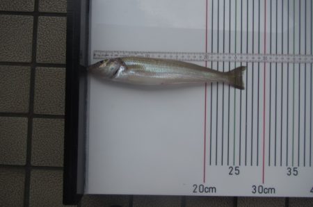 オリジナルメーカー海づり公園(市原市海づり施設) 釣果