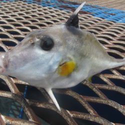 オリジナルメーカー海づり公園(市原市海づり施設) 釣果