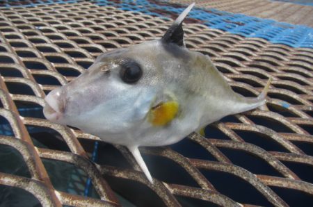 オリジナルメーカー海づり公園(市原市海づり施設) 釣果
