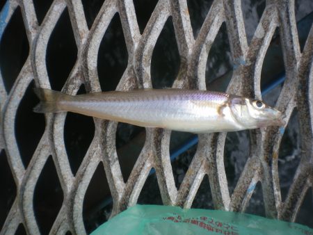オリジナルメーカー海づり公園(市原市海づり施設) 釣果