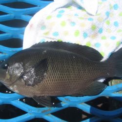 オリジナルメーカー海づり公園(市原市海づり施設) 釣果