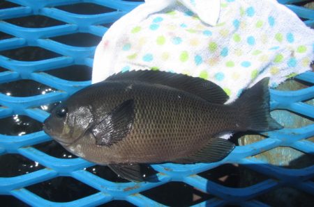 オリジナルメーカー海づり公園(市原市海づり施設) 釣果