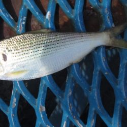 オリジナルメーカー海づり公園(市原市海づり施設) 釣果