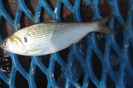 オリジナルメーカー海づり公園(市原市海づり施設) 釣果