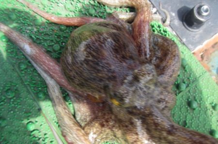 オリジナルメーカー海づり公園(市原市海づり施設) 釣果