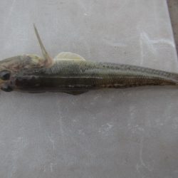 オリジナルメーカー海づり公園(市原市海づり施設) 釣果