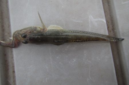 オリジナルメーカー海づり公園(市原市海づり施設) 釣果