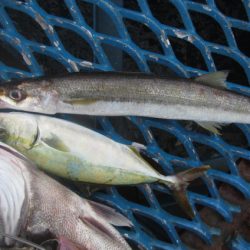 オリジナルメーカー海づり公園(市原市海づり施設) 釣果