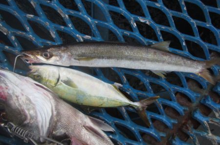 オリジナルメーカー海づり公園(市原市海づり施設) 釣果