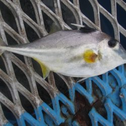 オリジナルメーカー海づり公園(市原市海づり施設) 釣果