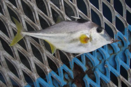 オリジナルメーカー海づり公園(市原市海づり施設) 釣果