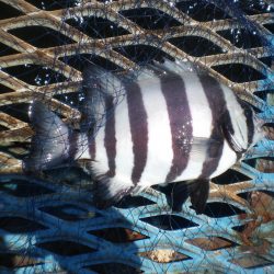 オリジナルメーカー海づり公園(市原市海づり施設) 釣果