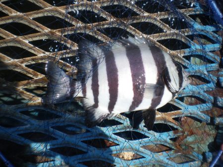 オリジナルメーカー海づり公園(市原市海づり施設) 釣果