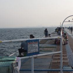 オリジナルメーカー海づり公園(市原市海づり施設) 釣果