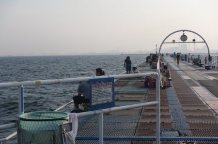 オリジナルメーカー海づり公園(市原市海づり施設) 釣果