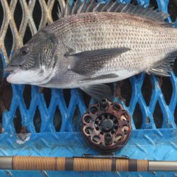 オリジナルメーカー海づり公園(市原市海づり施設) 釣果
