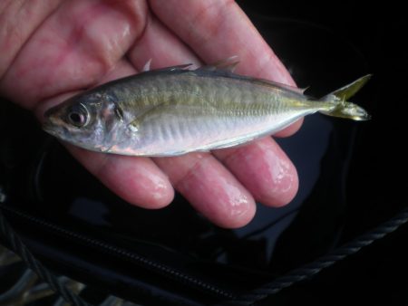 オリジナルメーカー海づり公園(市原市海づり…
