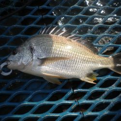 オリジナルメーカー海づり公園(市原市海づり施設) 釣果
