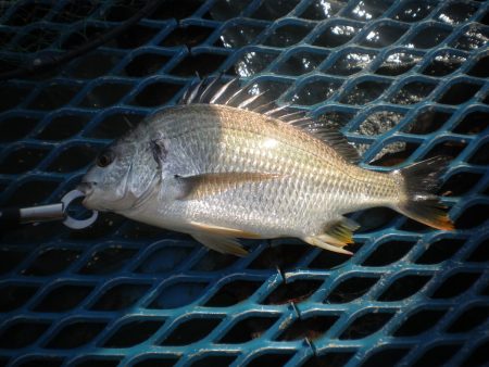 オリジナルメーカー海づり公園(市原市海づり施設) 釣果
