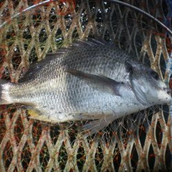 オリジナルメーカー海づり公園(市原市海づり施設) 釣果