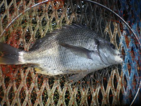 オリジナルメーカー海づり公園(市原市海づり施設) 釣果