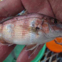 オリジナルメーカー海づり公園(市原市海づり施設) 釣果