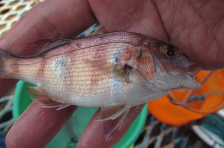 オリジナルメーカー海づり公園(市原市海づり施設) 釣果