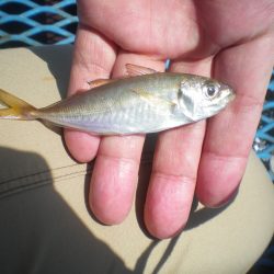 オリジナルメーカー海づり公園(市原市海づり施設) 釣果