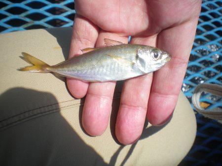 オリジナルメーカー海づり公園(市原市海づり施設) 釣果
