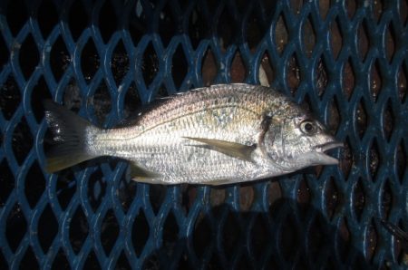 オリジナルメーカー海づり公園(市原市海づり施設) 釣果
