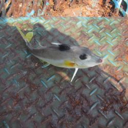 オリジナルメーカー海づり公園(市原市海づり施設) 釣果