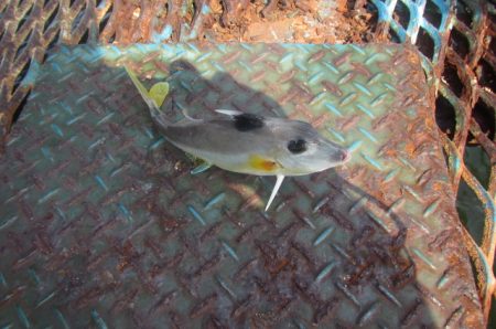 オリジナルメーカー海づり公園(市原市海づり施設) 釣果