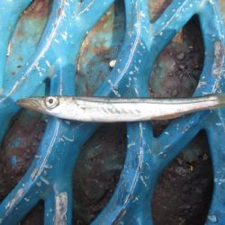 オリジナルメーカー海づり公園(市原市海づり施設) 釣果