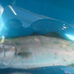 オリジナルメーカー海づり公園(市原市海づり施設) 釣果