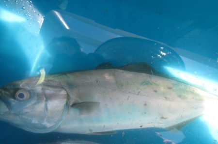 オリジナルメーカー海づり公園(市原市海づり施設) 釣果