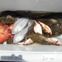 大進丸(新潟) 釣果