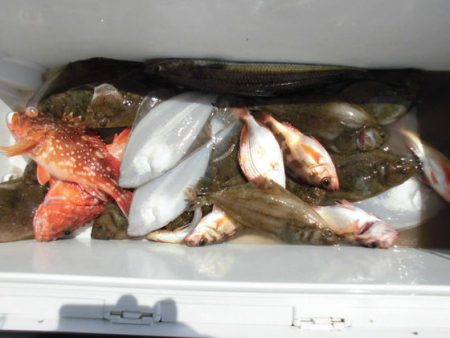 大進丸(新潟) 釣果