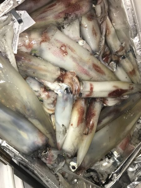 寿裕 （YOSHIHIRO） 釣果