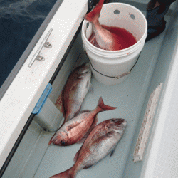 遊漁船ブルーウッズ 釣果