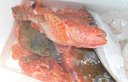 こうゆう丸 釣果