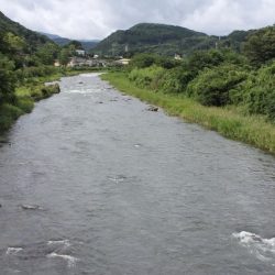 狩野川(狩野川漁業協同組合) 釣果