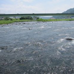 狩野川（狩野川漁業協同組合） 釣果