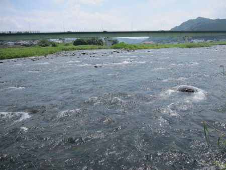 狩野川（狩野川漁業協同組合） 釣果