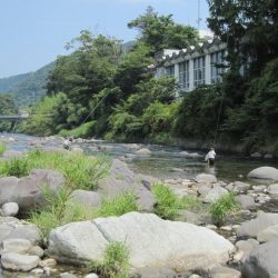 狩野川(狩野川漁業協同組合) 釣果