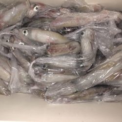 幸風（さちかぜ） 釣果